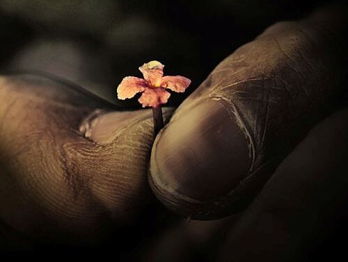 dedos-velhos-segurando-flor