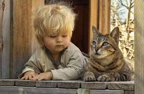 psicologia felina psicologia felina