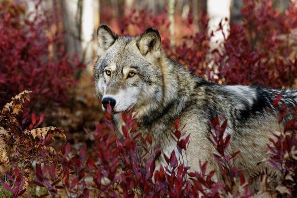 ARTICULO 4 Ni perro ni lobo, psicología de un viejo indio psicologia