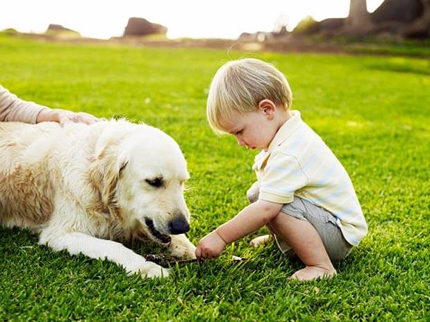 Cão o melhor amigo