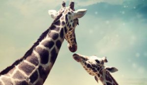 Não preciso de você