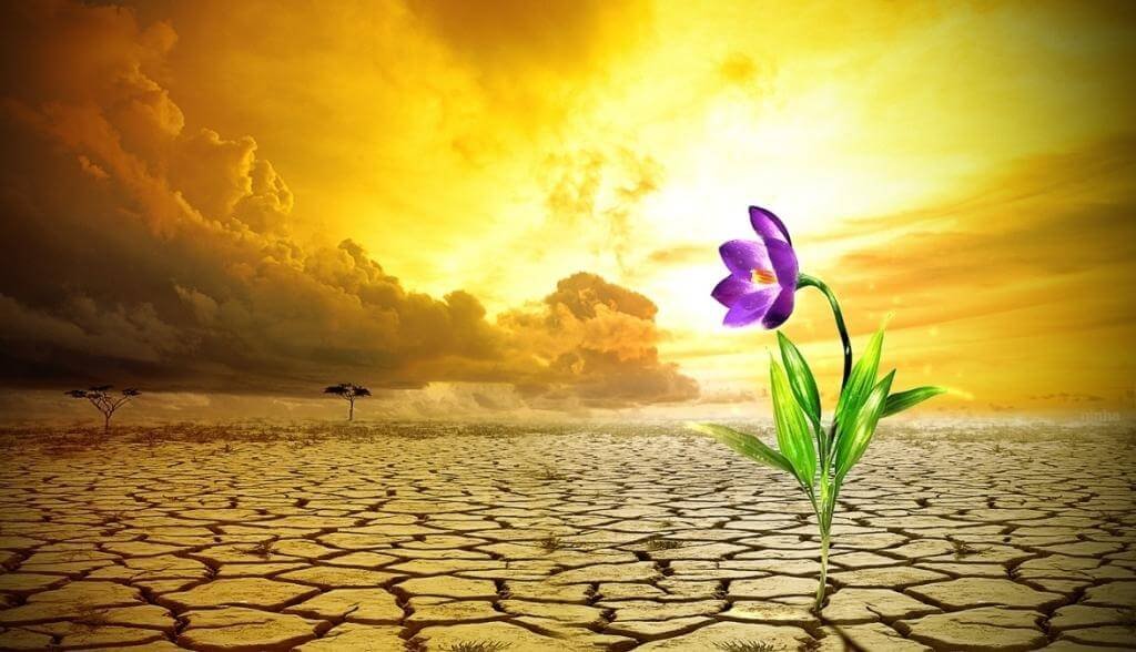 flor resiliência