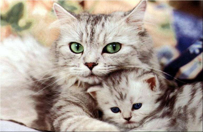 gato gato