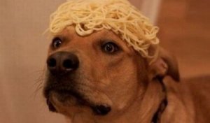 Presentes que recebemos dos nossos cães