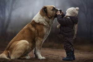 Presentes que recebemos dos nossos cães