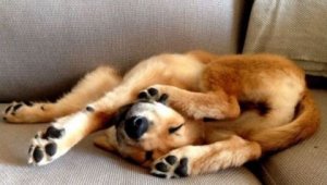 Presentes que recebemos dos nossos cães