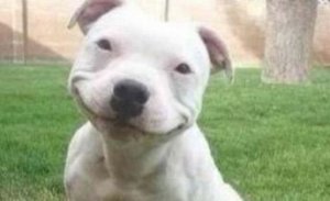 Presentes que recebemos dos nossos cães