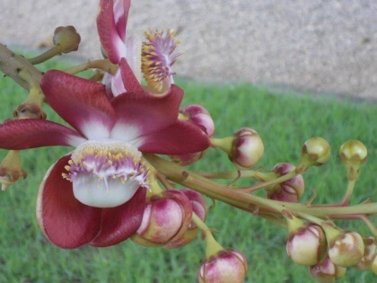 Aprenda a ser para você.