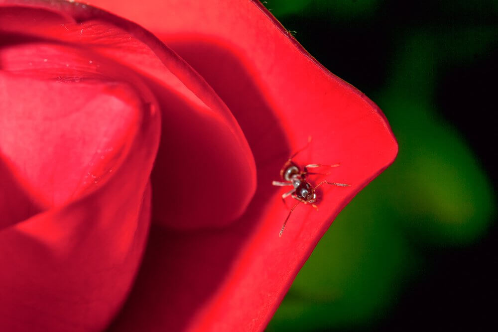 A rosa e o sapo