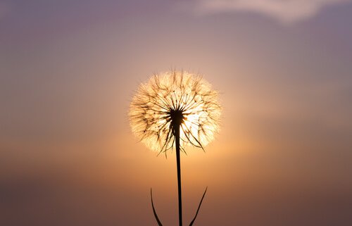 Mindfulness