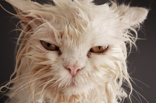 Gato molhado