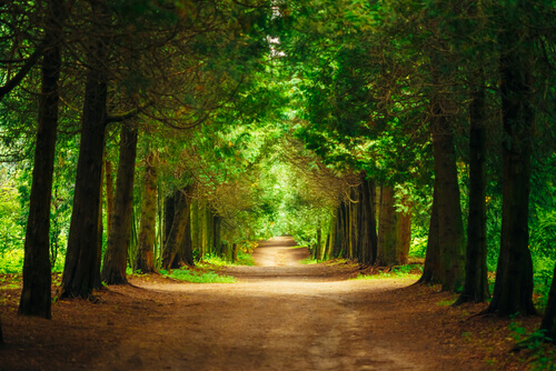 Caminho com árvores