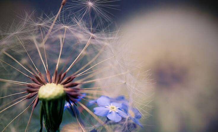 Dente de leão com flor azul