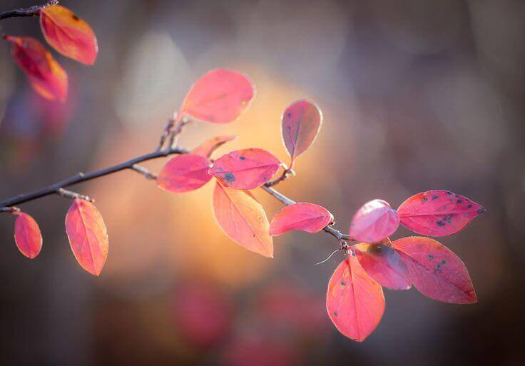 Folhas de outono representando a mudança