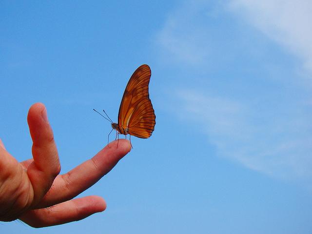 borboleta-na-ponta-do-dedo-representando-filosofia-zen