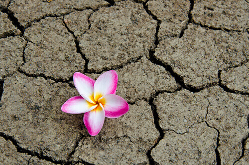 flor-terra-seca