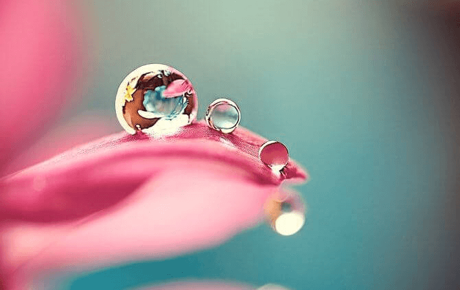 gota-em-petala-de-rosas