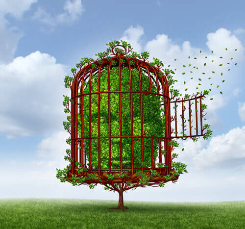 Cabeça de arbusto presa em uma gaiola