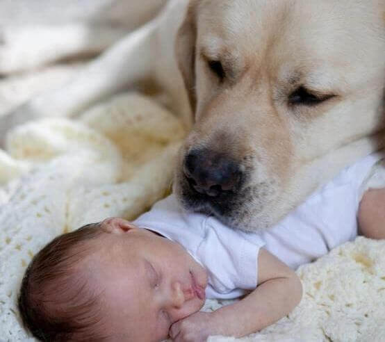 Cão com um bebê