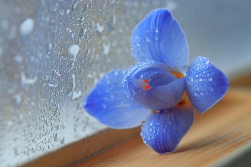 Flor azul ao lado de uma janela molhada pela chuva