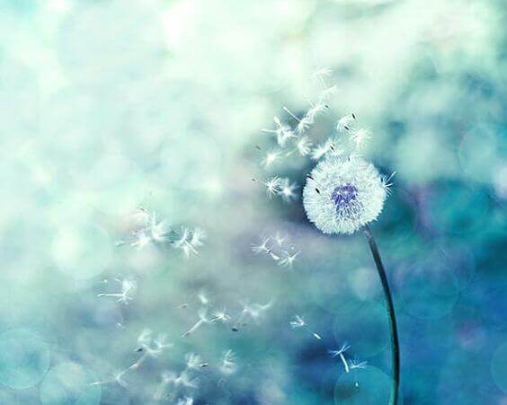 dente-de-leao-representando-a-sensibilidade-elevada