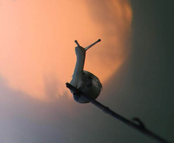 caracol
