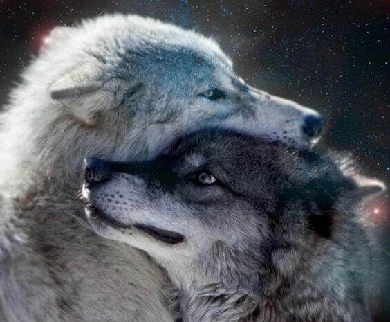carícias-entre-lobos