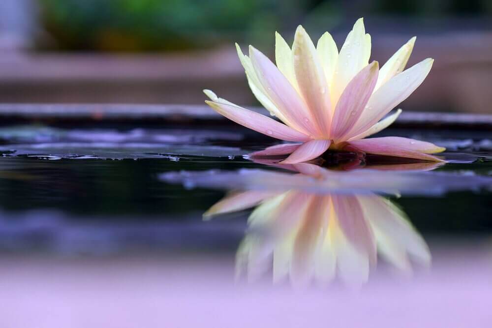 ioga-flor-de-lotus