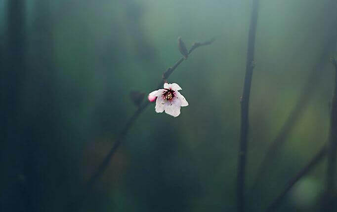 flor-representando-a-resiliencia