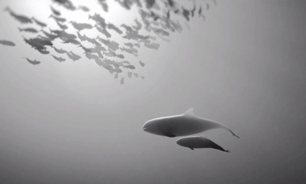 curta-metragem-oceano