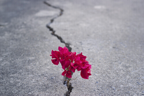 flor-crescendo-superando-problemas