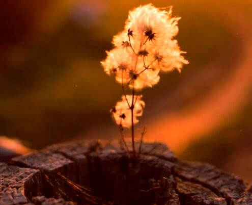 Planta no interior de um tronco