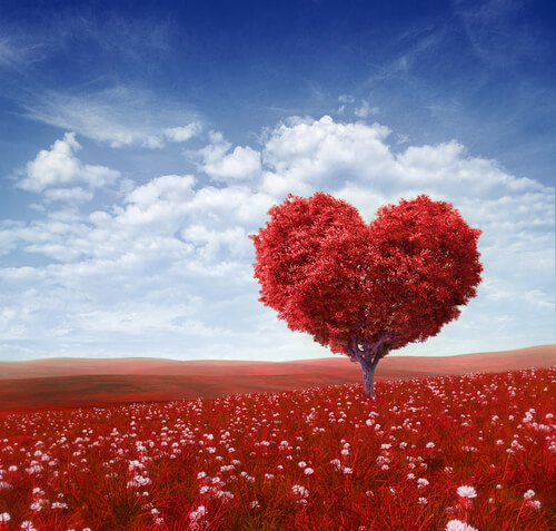 amor nasce