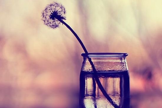 dente-de-leão-em-um-copo-representando-o-silêncio