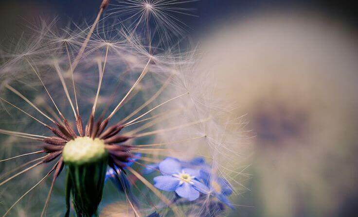 dente-de-leão-com-flor-azul