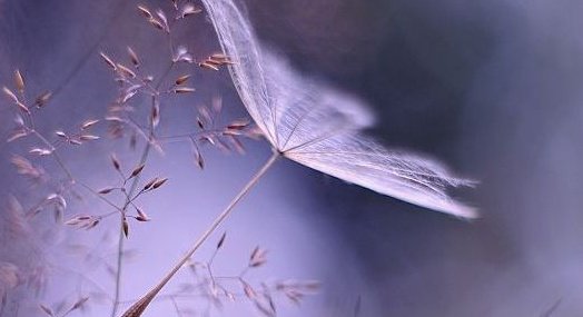 flor-escuro