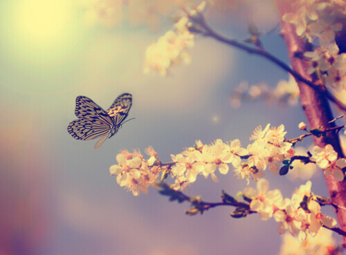 borboleta-representando-a-chance-de-realizar-seus-sonhos