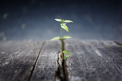 planta-crescendo-adversidade