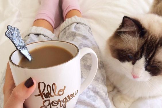 café-na-cama-com-gato