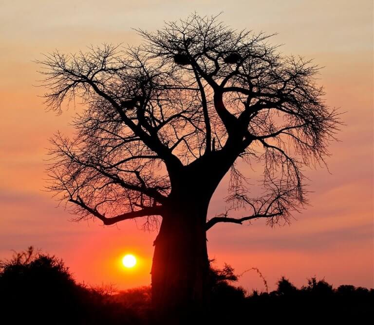arvore-sol