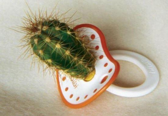 chupeta-cacto