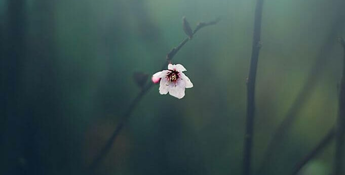flor-solitaria