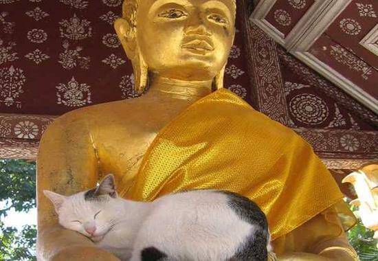 gatos-buda