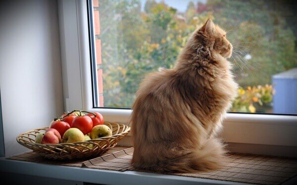 gatos-janela