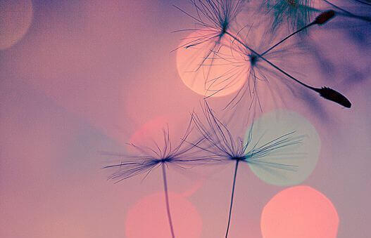 dente-de-leao-representando-o-sentir