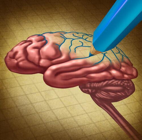 Lápis desenhando um cérebro