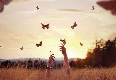 borboletas-no-campo