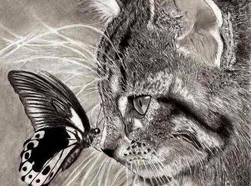 amar-um-animal