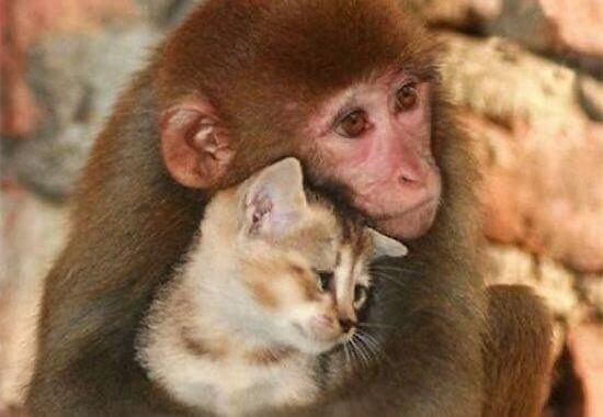 amor-mundo-animal