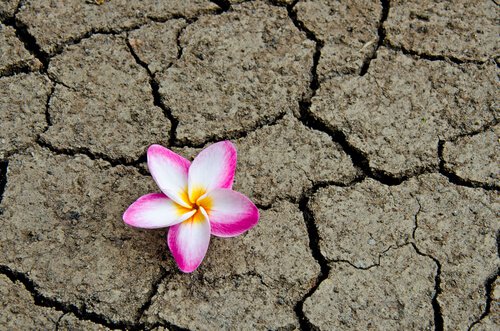 flor-terra-seca-simbolizando-o-fim-do-medo-do-fracasso